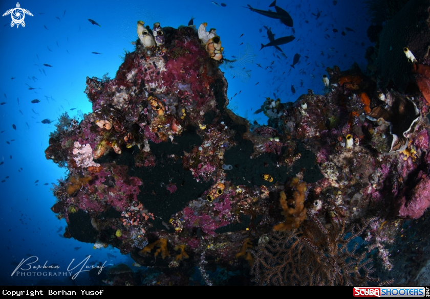 A Coral Reef