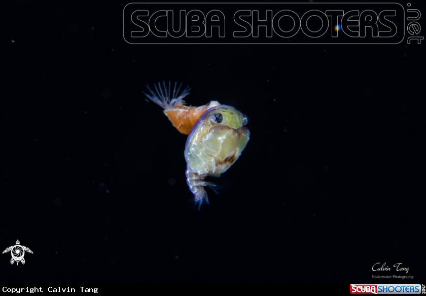 A crab zoea