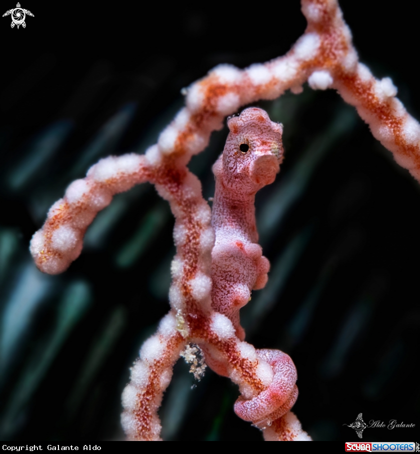 A Pygmy Seahorse