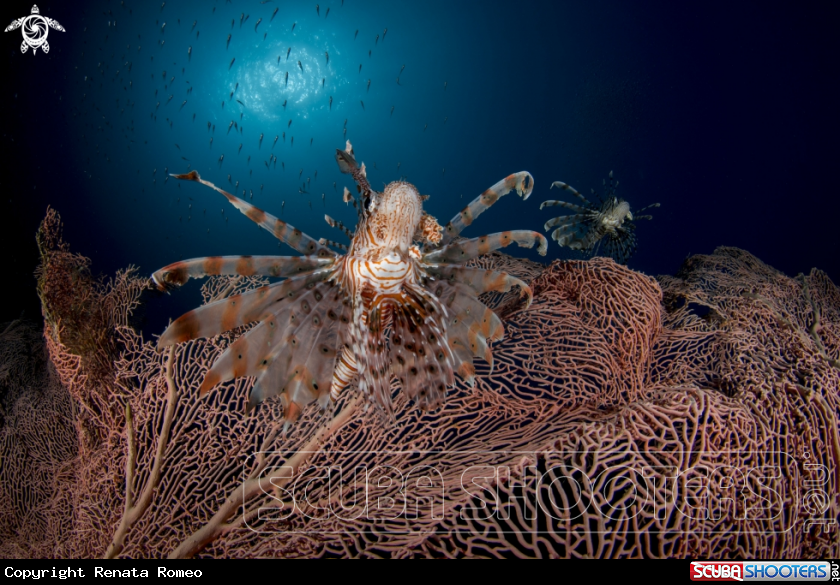 A Lionfish