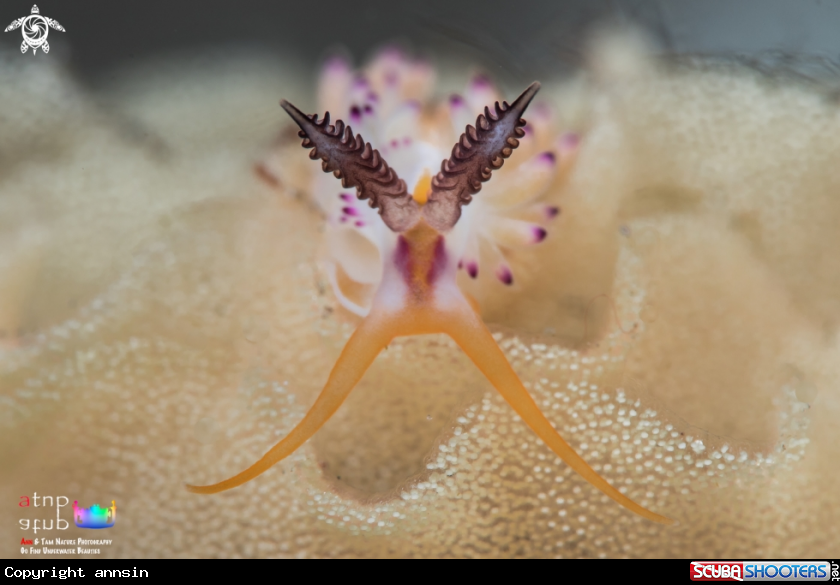 A Favorinus mirabilis
