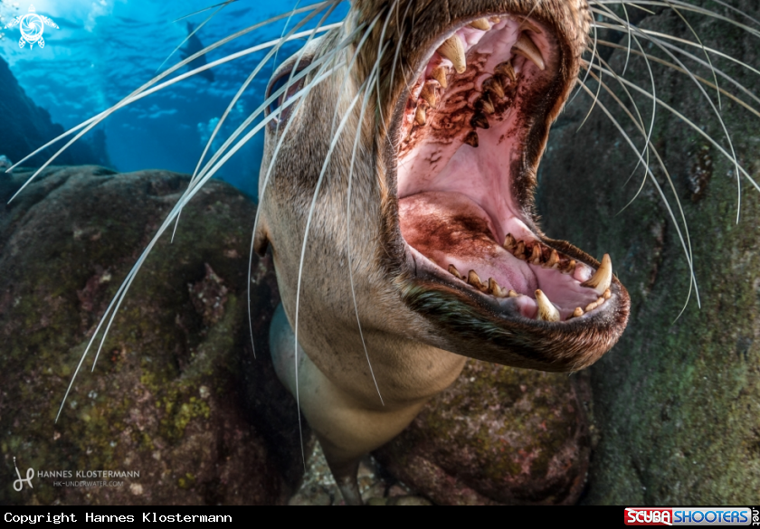 A California Sea Lion