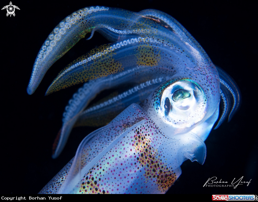 A Squid