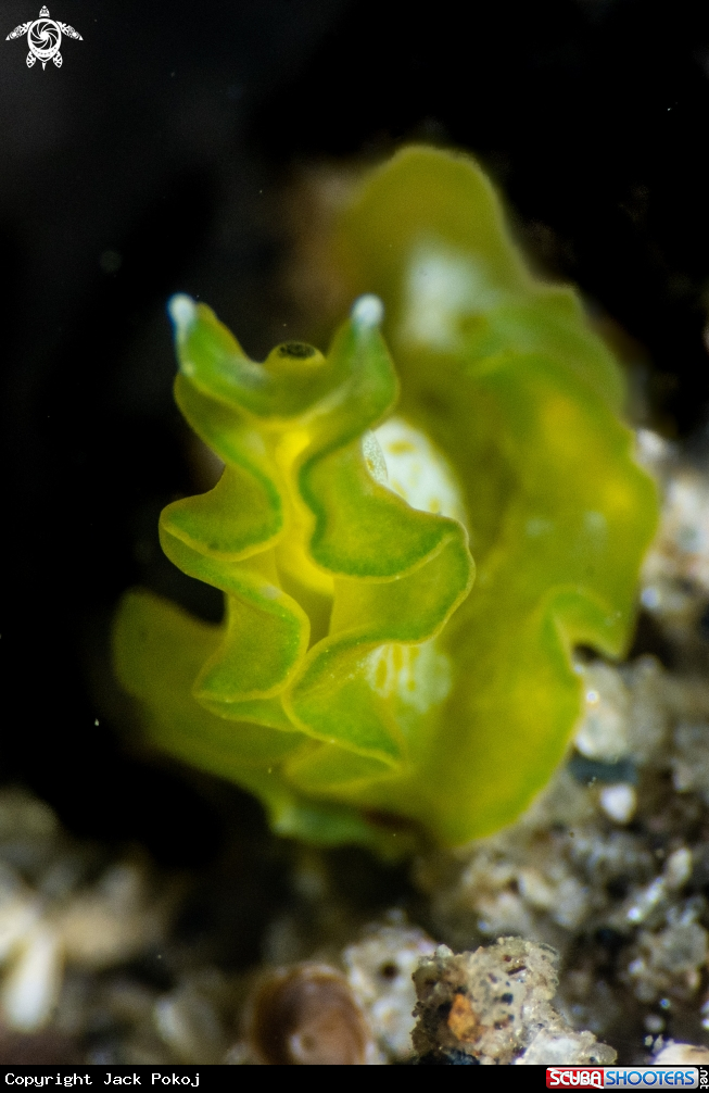 A Marine flatworm