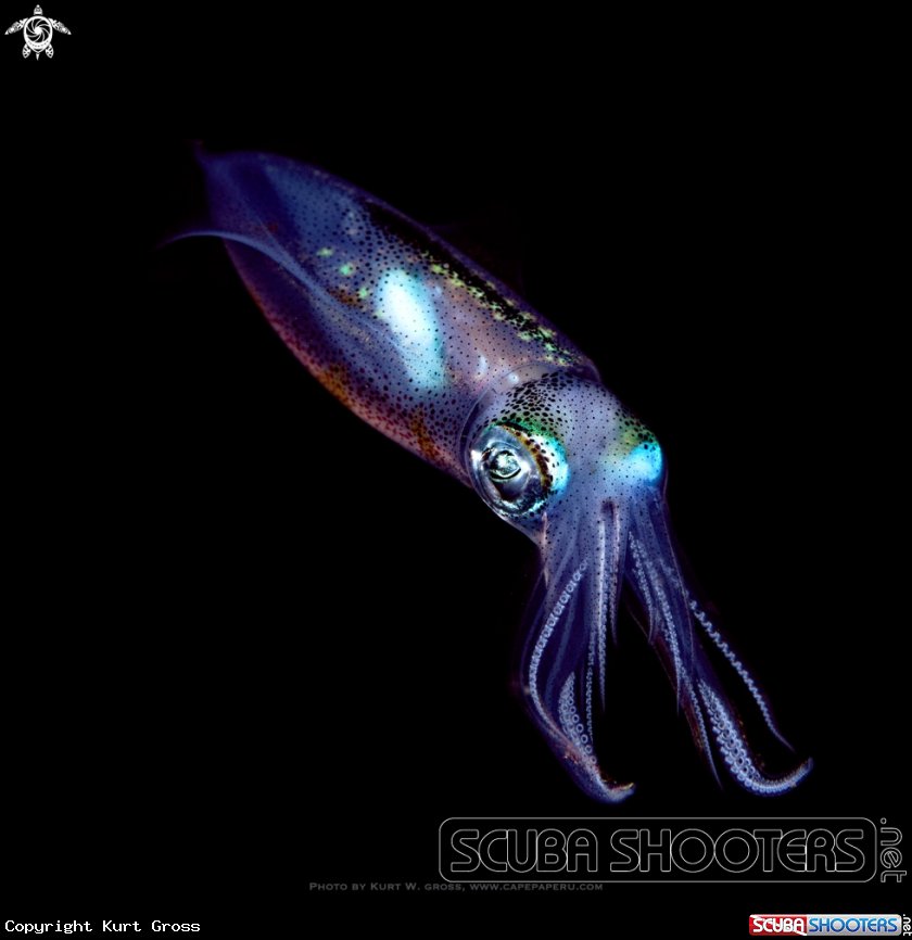 A Squid