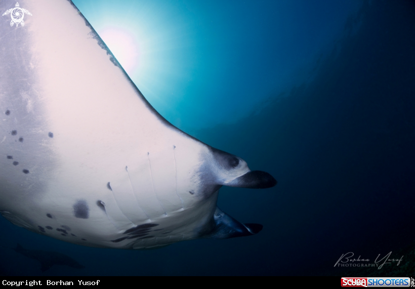 A Manta ray