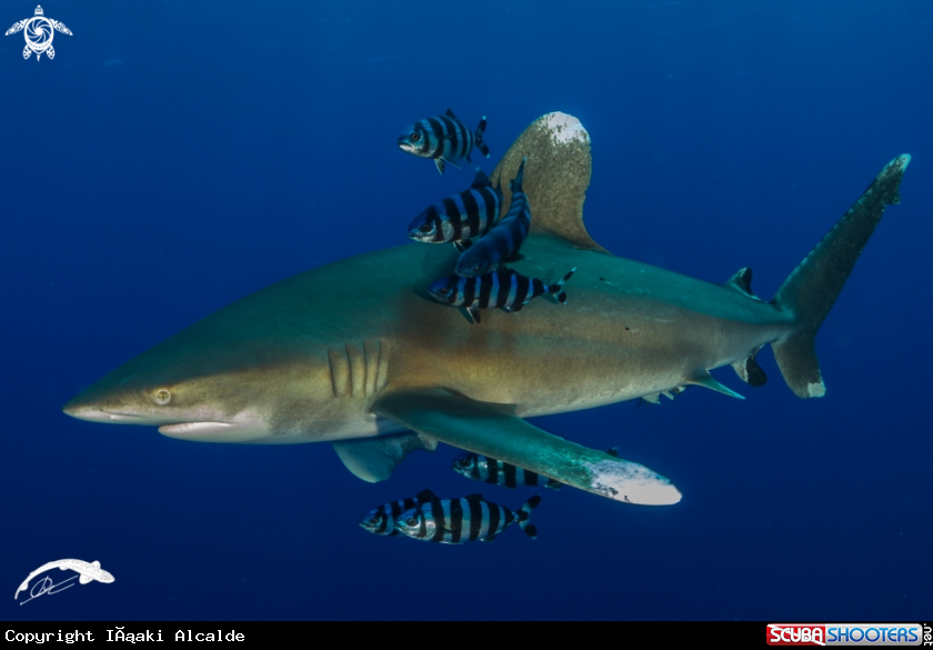 A Tiburón Longimanus