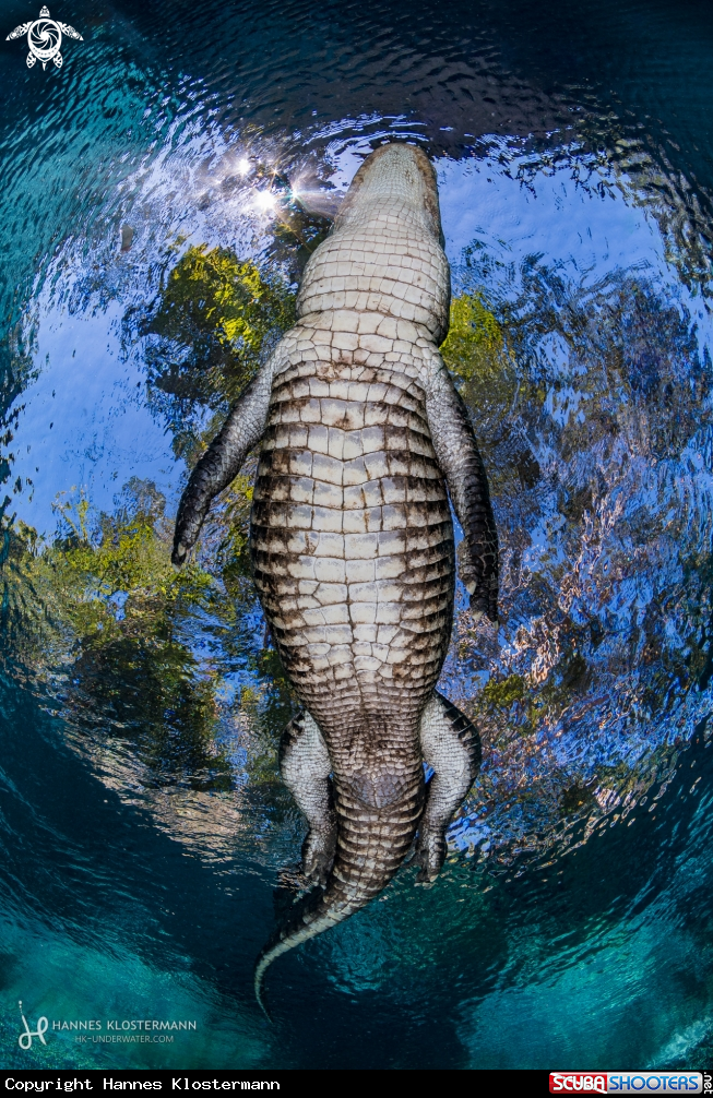 A American Alligator
