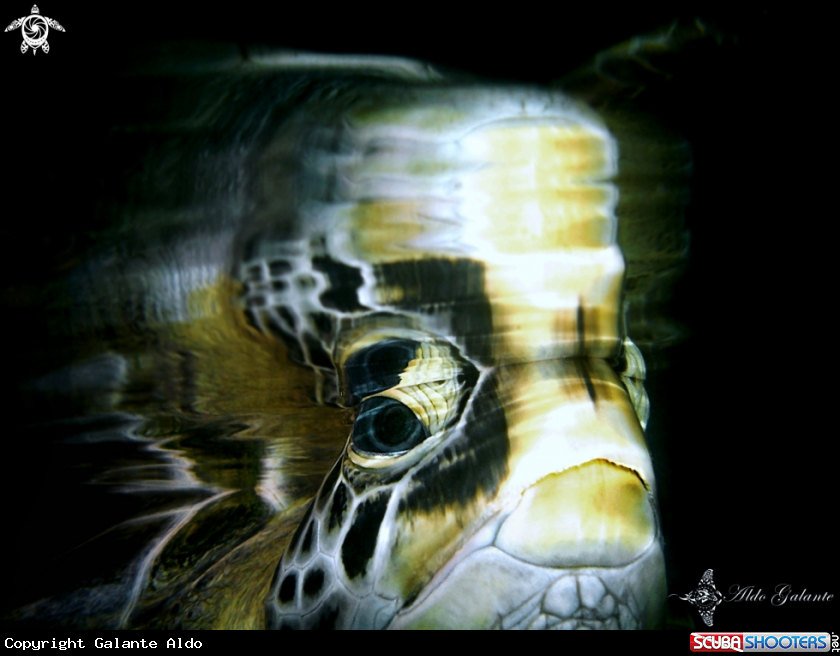 A Green Turtle