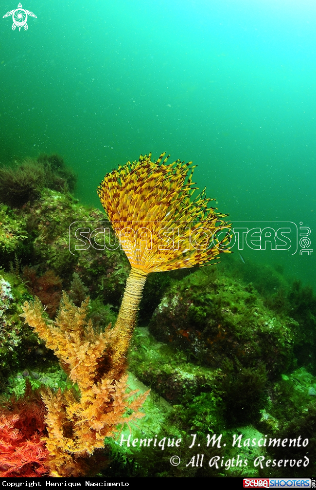 A underwater creature