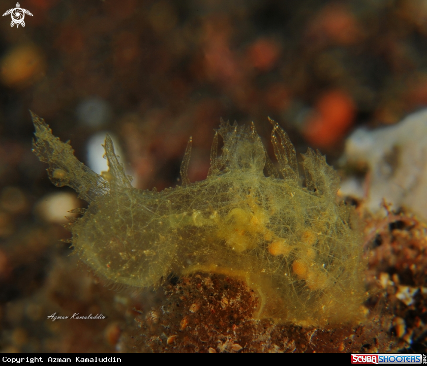 A Nudibranch