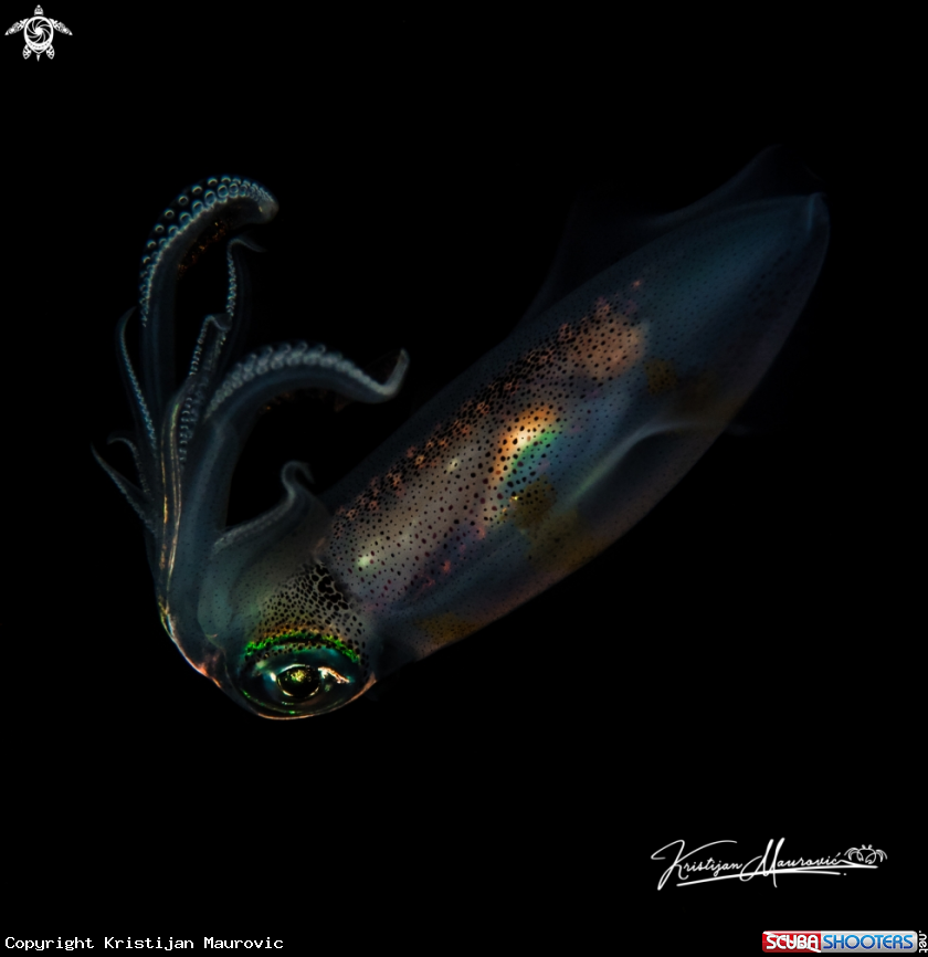 A Big Reef Squid
