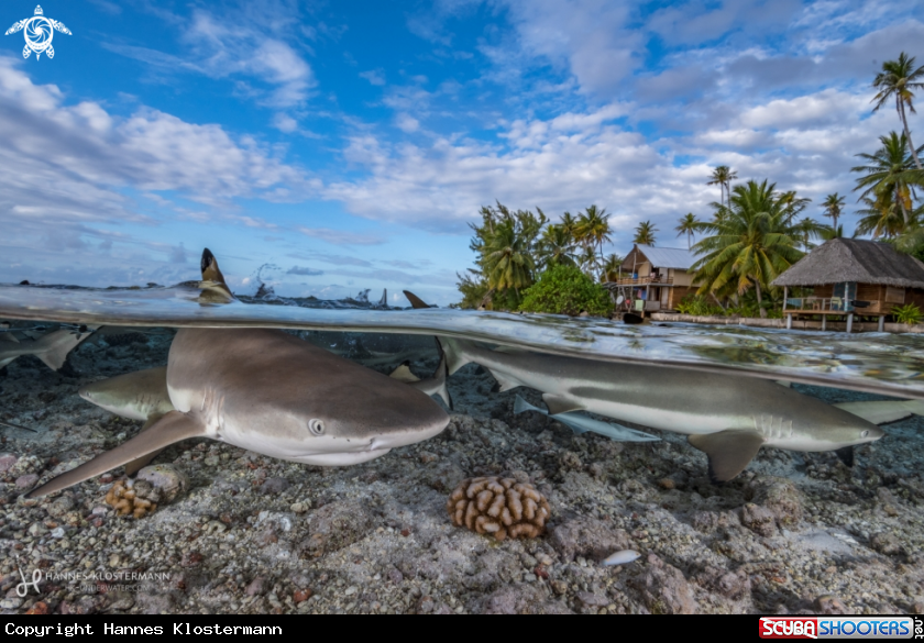 A Blacktip Reef Shark