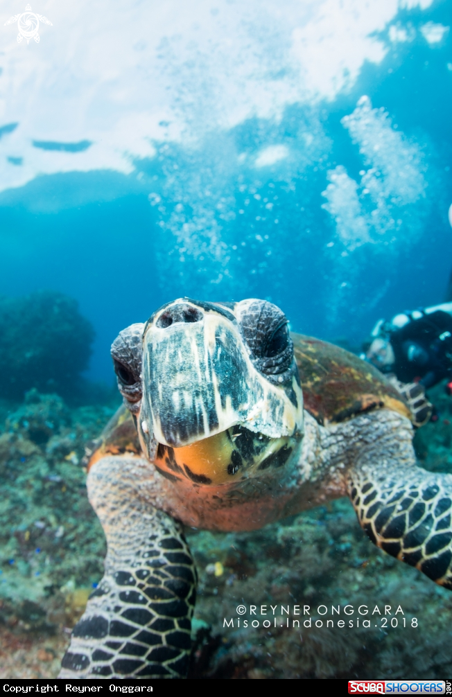 A Turtle