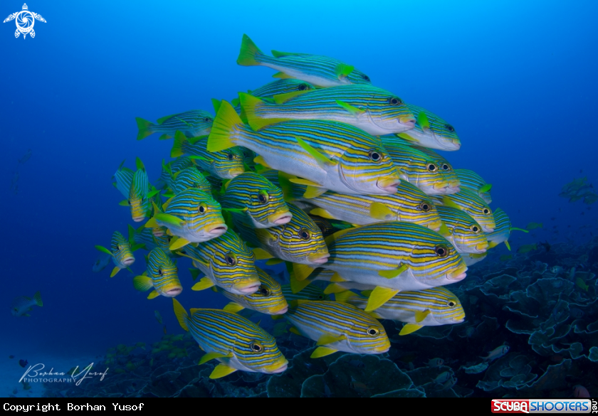 A Ribboned sweetlips