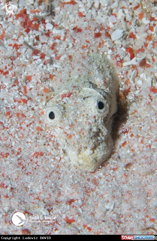 A Reptilian Snake Eel