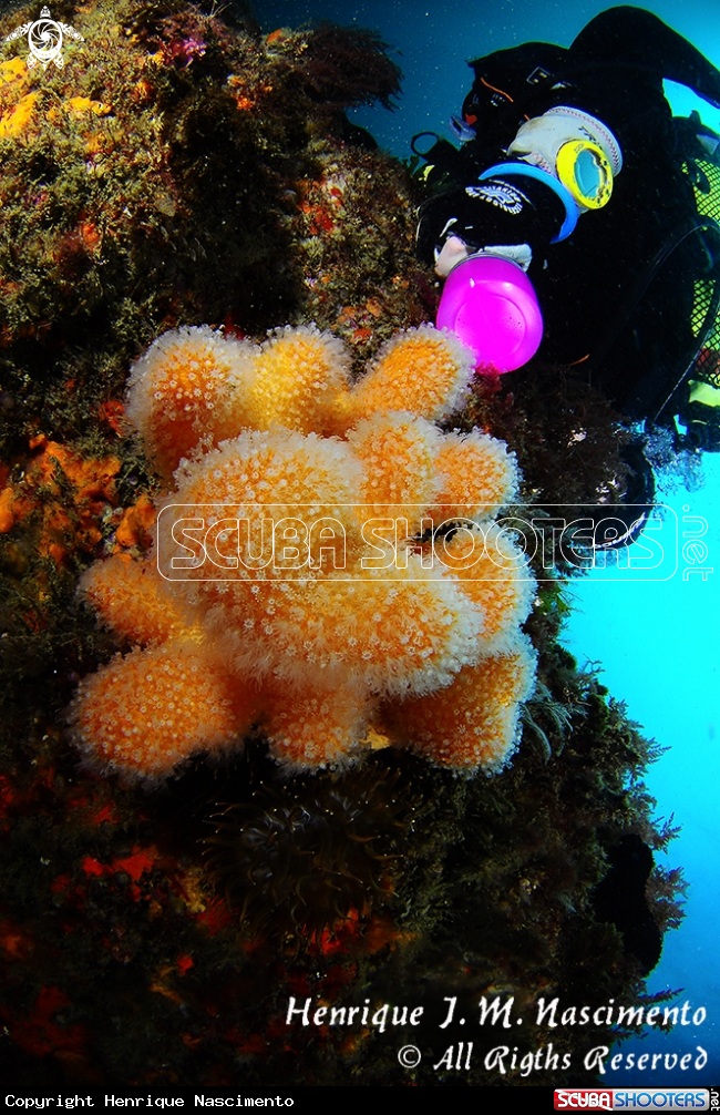 A underwater creature