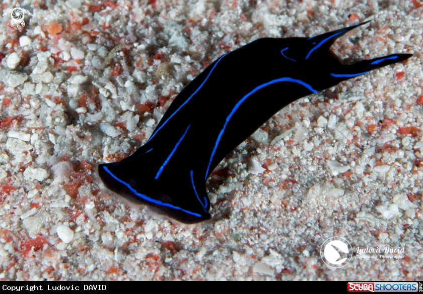 A Blue Velvet Headshield Slug