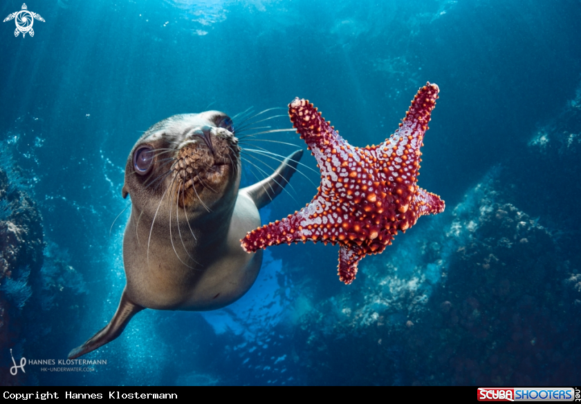 A California Sea Lion