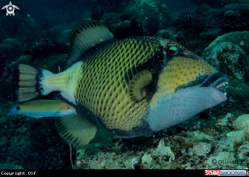 A Titan triggerfish 