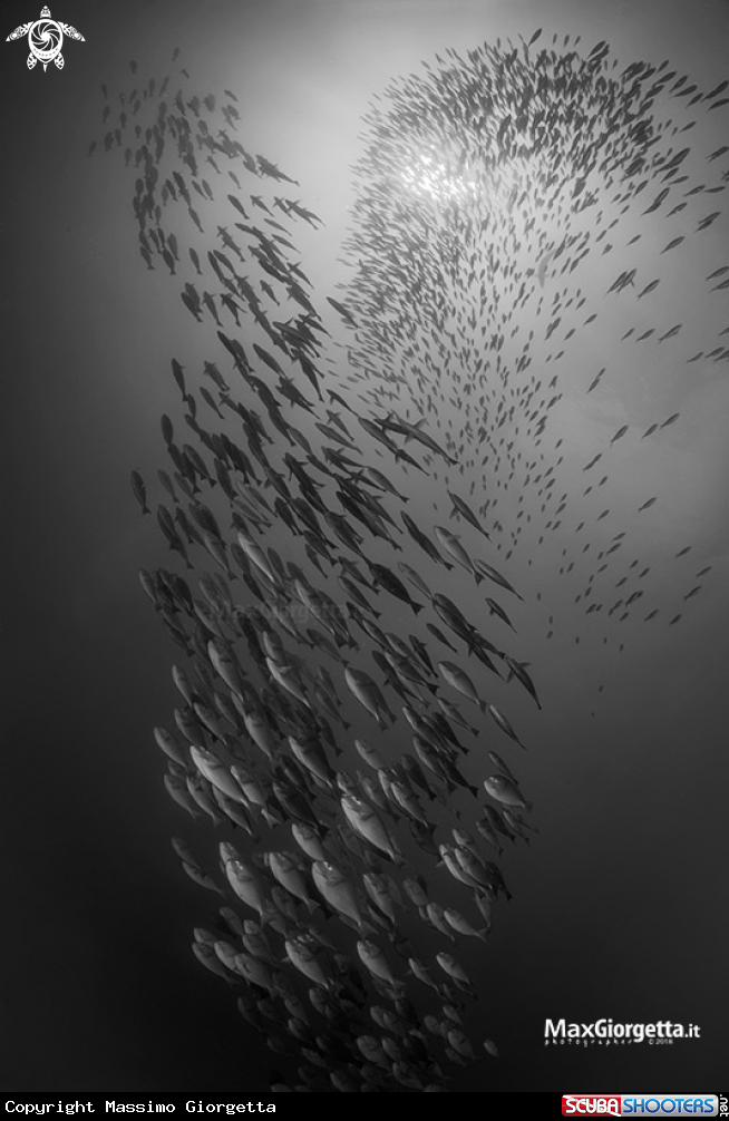 A surgeon fish
