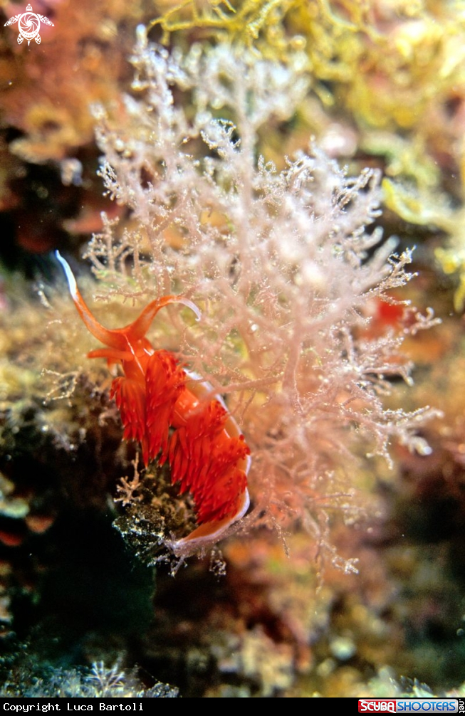 A nudibranch