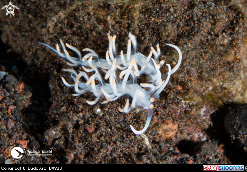 A Bicolor Flabellina Nudibranch