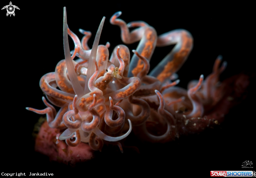 A Nudibranch