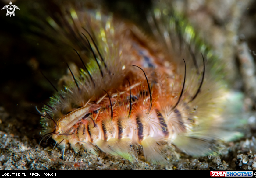 A Fireworm