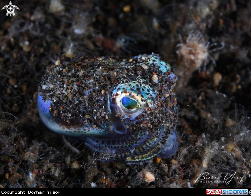 A Bobtail Squid