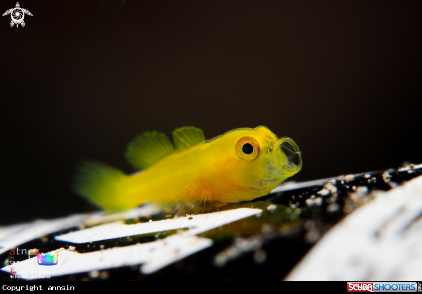 A Yellow Goby