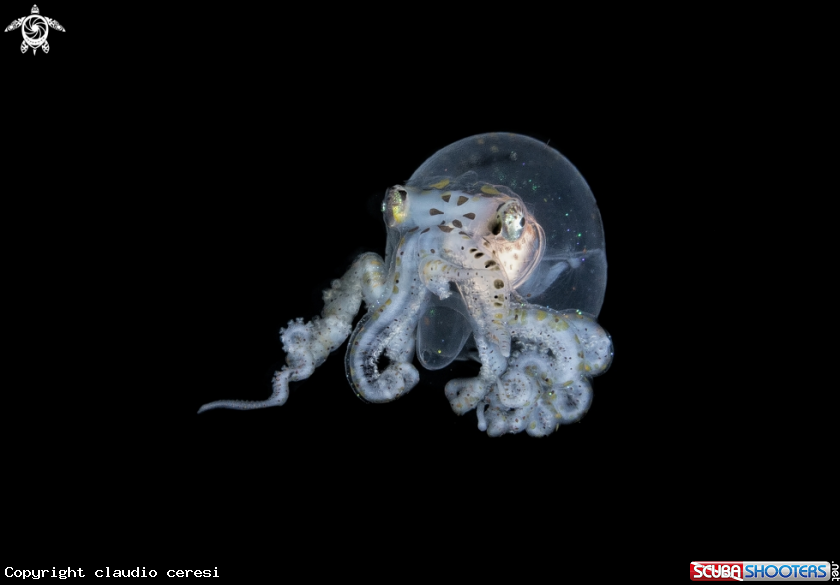 A wunderpus