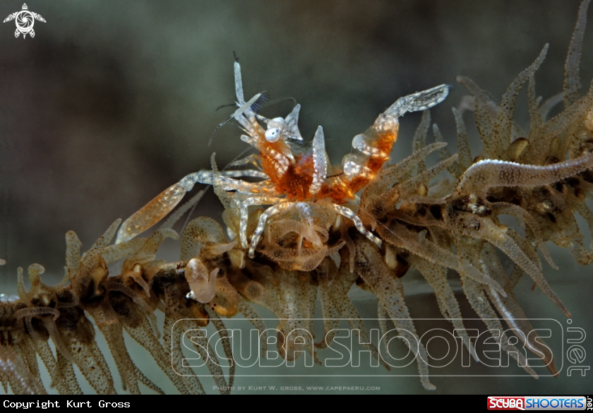 A Shrimp