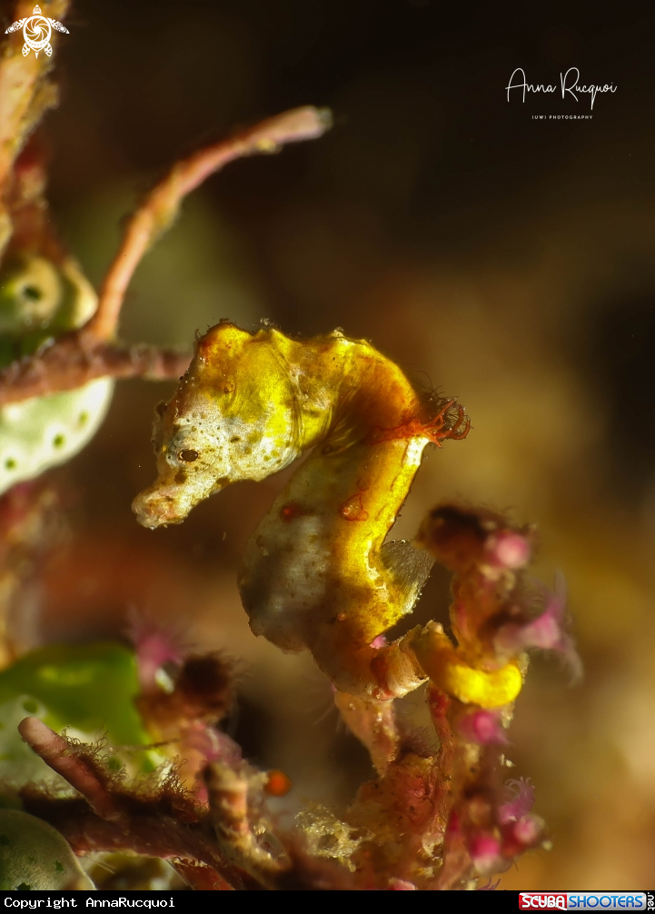 A Pontohi Seahorse