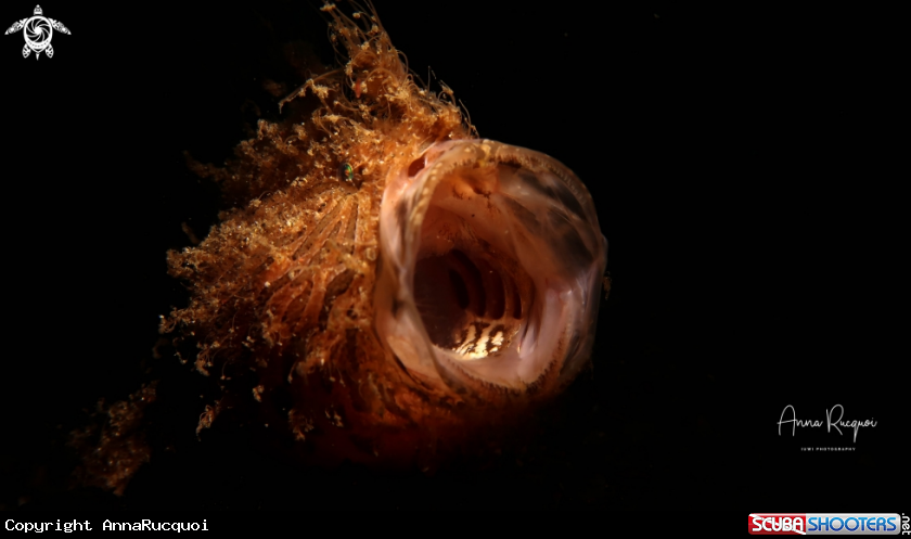 A Hairy Frogfish