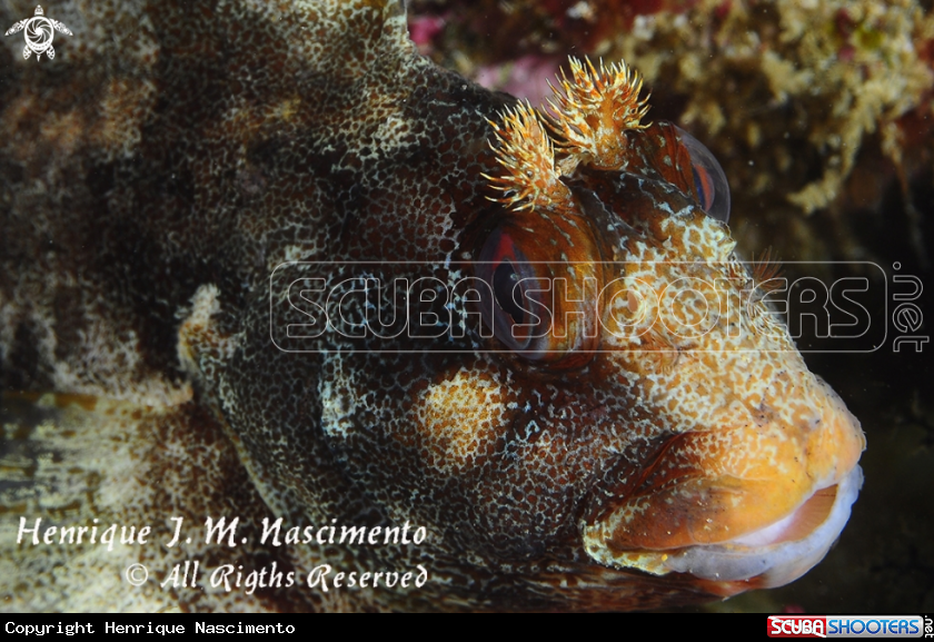 A underwater creature
