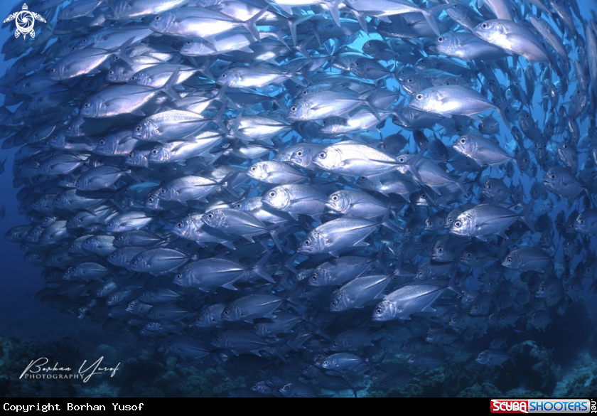 A Bigeye Trevally 