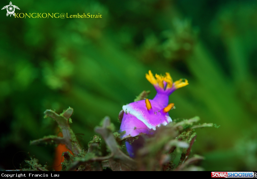 A Nudibranch