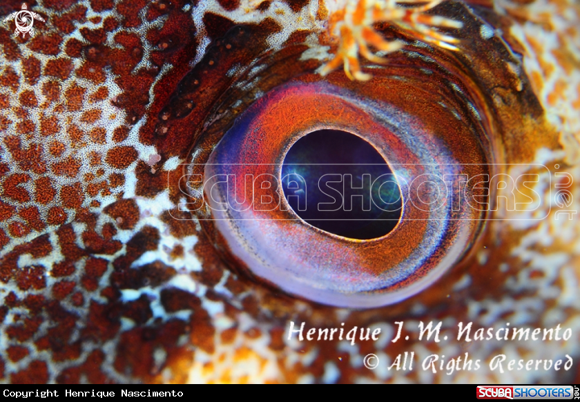 A underwater creature