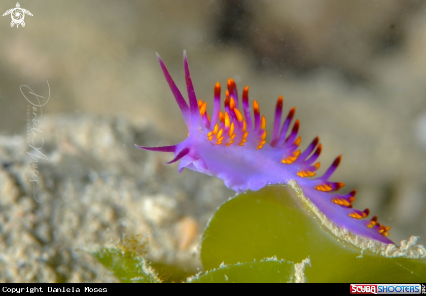 A  Tenellia sibogae
