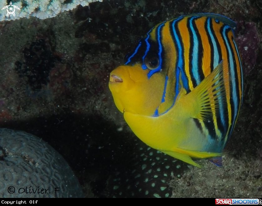 A Royal angelfish