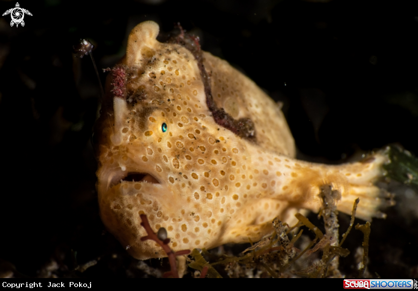 A Painted frogfish