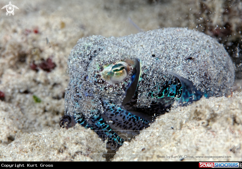A Bobtail Squid