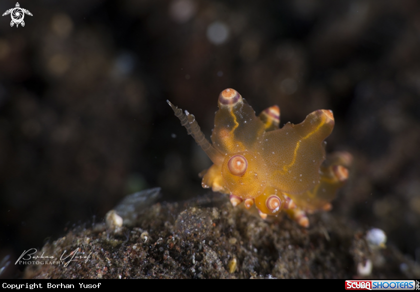 A Eubranchus nudibranch
