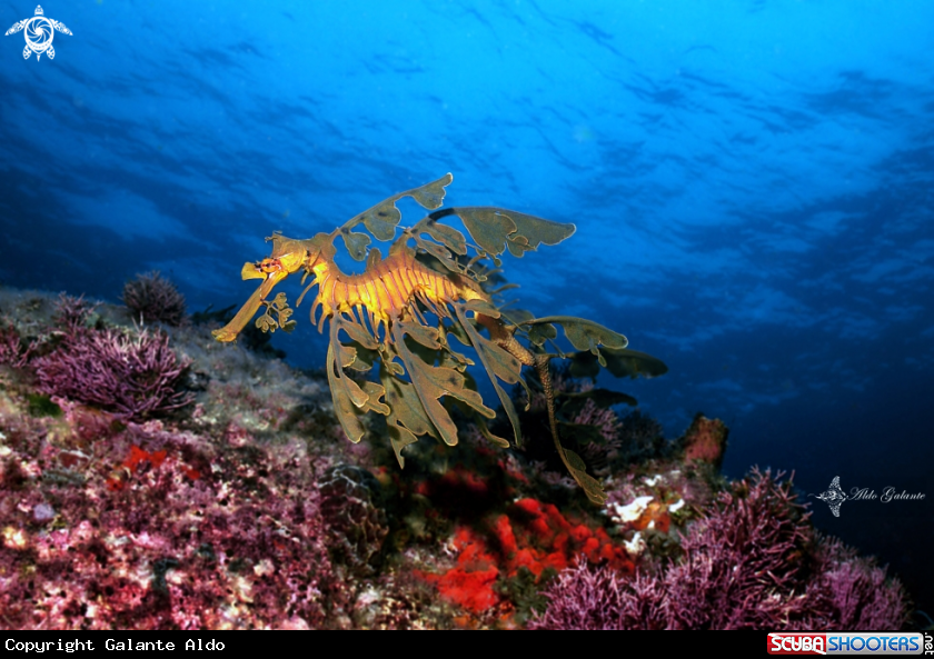 A Leafy Seadragon or Glauert's seadragon