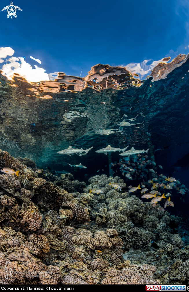 A Coral Reef and Blacktip Reef Sharks
