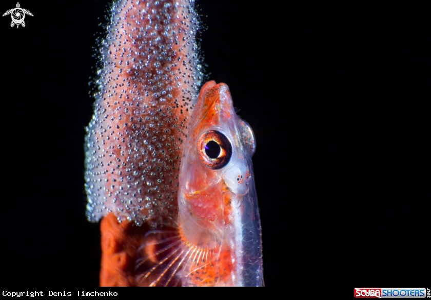A GOBY