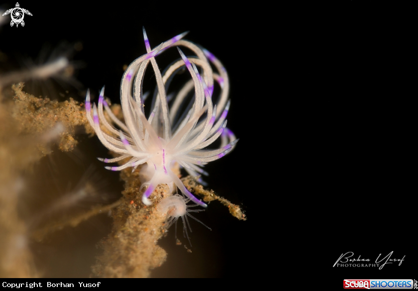 A Flabellina angelvaldesi