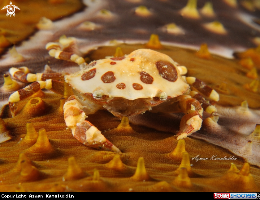 A Crab