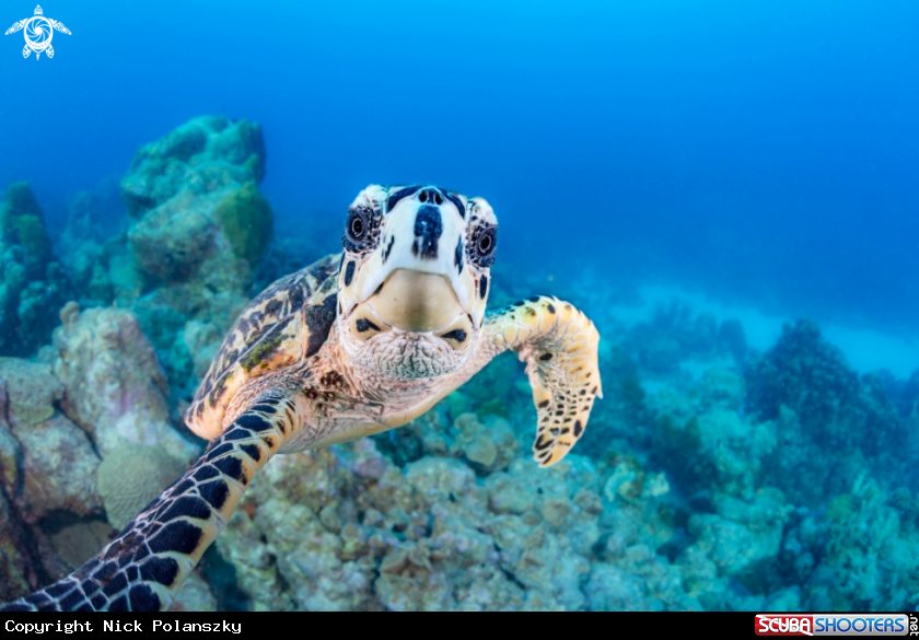 A Turtle